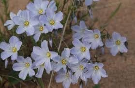 Blue Flax Flower Seeds for Planting ƒ?? Organic, Heirloom, Non-GMO Wildflower Seeds