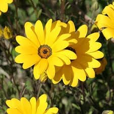 Heirloom Dimorphotheca Flower Seeds for Planting, Non-GMO