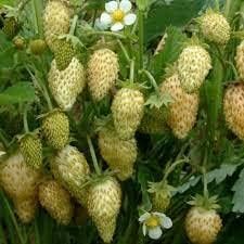 Red Longan Fruit Seeds - Bring Vibrancy and Tropical Charm to Your Garden Oasis 100 Pcs pcs