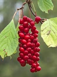 Yanang Tiliacora triandra seeds for herbal tropical garden