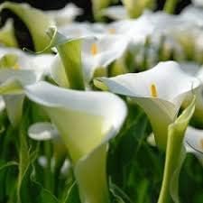Calla Lily White Flower Seeds for Planting NON GMO Seeds