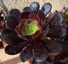 Heirloom Aeonium Flower Seeds, Non-GMO Succulent Blooms for Low-Maintenance Garden Planting for planting in home garden