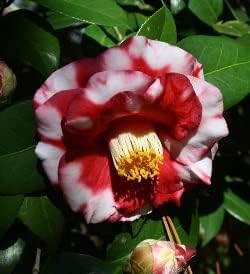 Burgundy White Camellia Flower Seeds – Non-GMO, for Garden and Decorative Planting