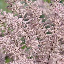 Tamarix Flower Seeds for Planting - 100 pcs