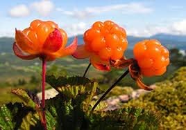 Cloudberry Rubus chamaemorus seeds for cold gourmet garden