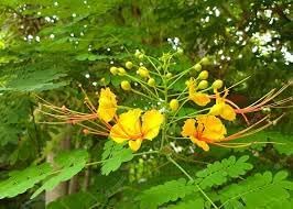 Heirloom Non-GMO Caesalpinia Flower Seeds for Planting – Vibrant Tropical Ornamental Blooms