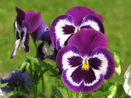 Heirloom Non-GMO Pansy Viola Flower Seeds for Planting – Colorful Cool-Season Flower Seeds