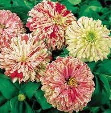 Elegans Peppermint Flower Seeds Heirloom Non GMO Planting - 100 pcs