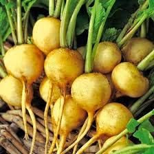 Rainbow Radish Vegetable Seeds for Planting – Yellow and Mixed Colors - heirloom & Non GMO Seeds