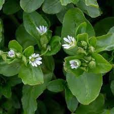 Chickweed Flower Seeds for Planting - NON GMO Seeds