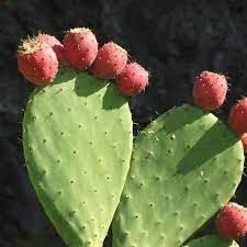 Opuntia ficus-indica plant seeds