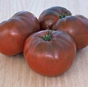 Dark Red Tomato Solanum lycopersicum for planting in urban garden