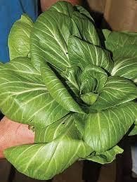 Sea Green Choi Bok Choy Seeds for Planting - 100 Pcs pcs