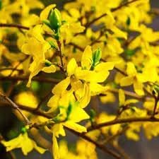 Forsythia Flower Seeds for Garden Planting - NON GMO Seeds