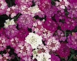 Heirloom Candytuft Flower Seeds, Non-GMO Fragrant Blooms for Planting