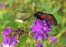 Grandiflora Rubra Flower Seeds for Planting - NON GMO Seeds