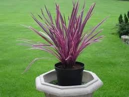 Cordyline Plant Seeds Heirloom Non GMO Planting - 100 pcs