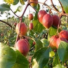 Heirloom Mauritiana Fruit Seeds for Planting - Hardy and Fruitful Tropical Trees, GMO Free Seeds