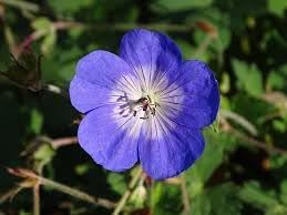 Cranesbill Flower Seeds for Planting - NON GMO Seeds