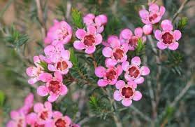 Geraldton Wax Flower Seeds for Planting - 100 pcs