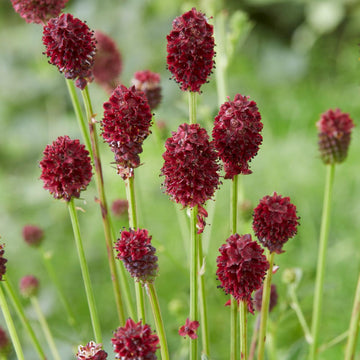 Heirloom Sanguisorba Officinalis Flower Seeds, Non-GMO Unique Blooms for Planting