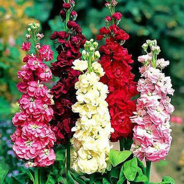 Matthiola Incana Flower Seeds Multi-Color – Heirloom, Non-GMO Seeds for Planting