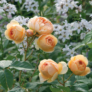 Cream Rose Heirloom Non-GMO Seeds for Planting