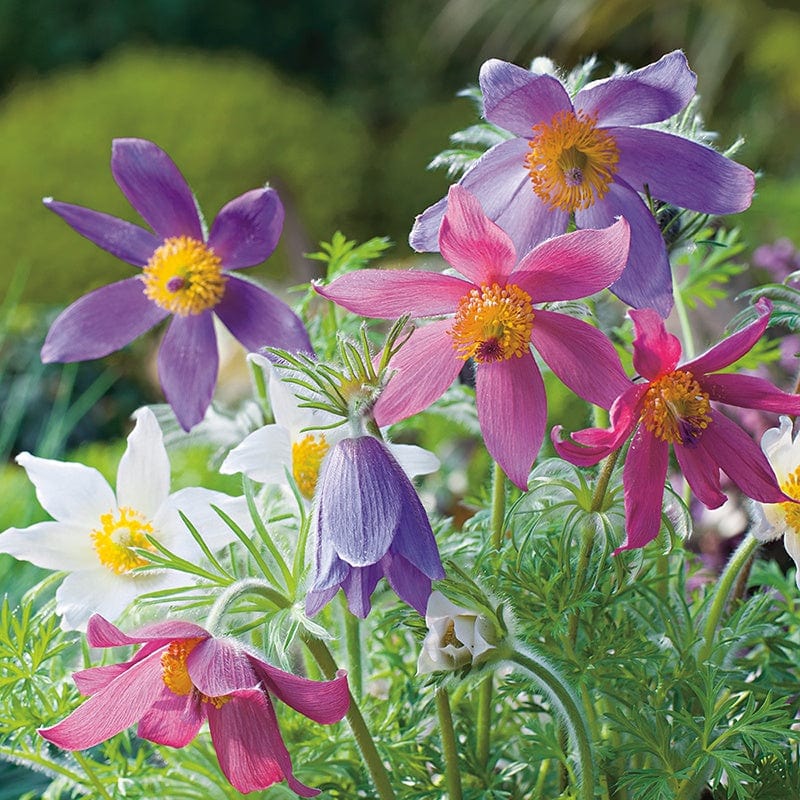Heirloom Non-GMO Mixed Anemone Pulsatilla Flower Seeds for Planting – Colorful Perennial Bloom Seeds - Non-GMO for planting in home garden