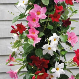 Heirloom Non-GMO Multi-Colored Mandevilla Flower Seeds for Planting – Tropical Vine Seeds