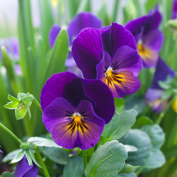 Heirloom Non-GMO Purple Viola Flower Seeds for Spring Planting – Vibrant Blooming Flower Seeds