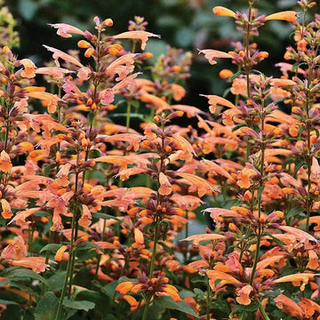 Heirloom Non-GMO Agastache Arizona Sunset Flower Seeds for Planting – Fragrant Drought-Tolerant Blooms