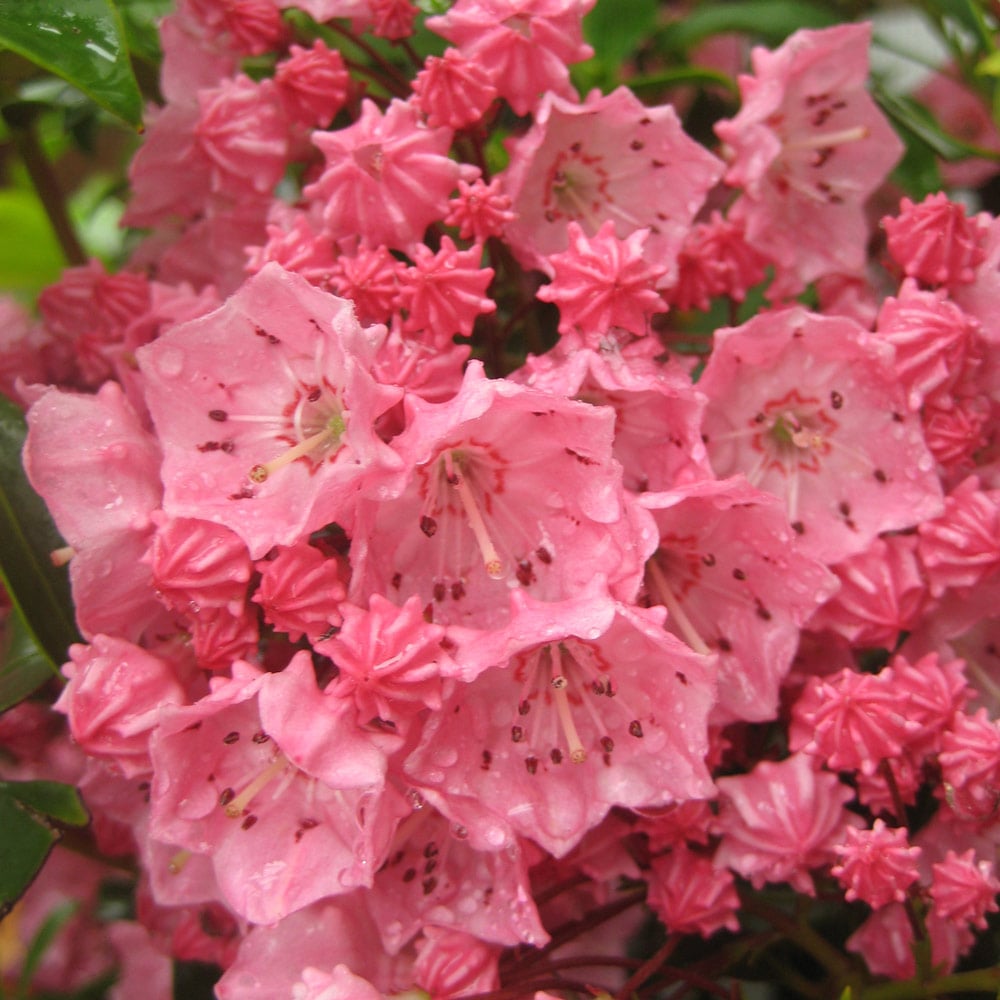 Pink Kalmia Flower Seeds for Planting - NON GMO Seeds seeds for planting in home garden