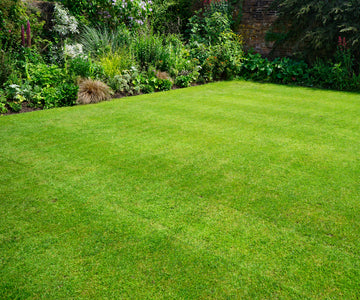 Adelphi Kentucky Bluegrass Seed