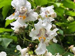 Catalpa Flower Seeds for Planting, NON GMO Seeds