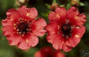 Red Willmott Flower Seeds for Planting, NON GMO Seeds