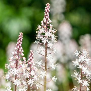 Pink White Tiarella Seeds for Planting, NON GMO Seeds