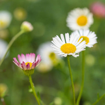 Dassi Mixed Flower Seeds for Planting – Organic, Heirloom, Non-GMO Garden Seeds