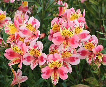 Heirloom Non-GMO Alstroemeria Flower Seeds for Planting – Exotic Peruvian Lily Garden Blooms