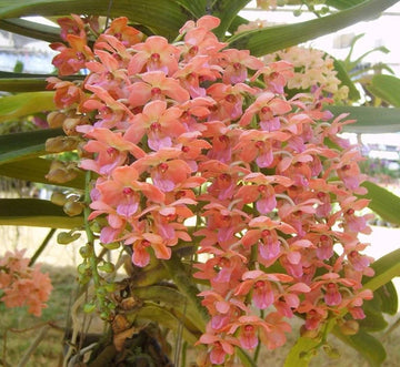 Peach Phalaenopsis Orchid Flower Seeds – Non-GMO Heirloom Seeds for Planting