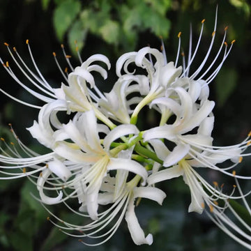 Lycoris Radiata White Seeds – Organic, Heirloom, Non-GMO Flower Seeds for Planting