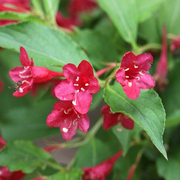 Weigela Seeds for Planting – Organic, Heirloom, Non-GMO Flowering Shrub Seeds