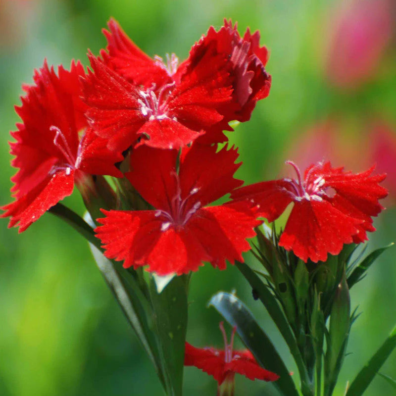 Heirloom Non-GMO Red Dianthus Flower Seeds for Garden Planting for planting in home garden