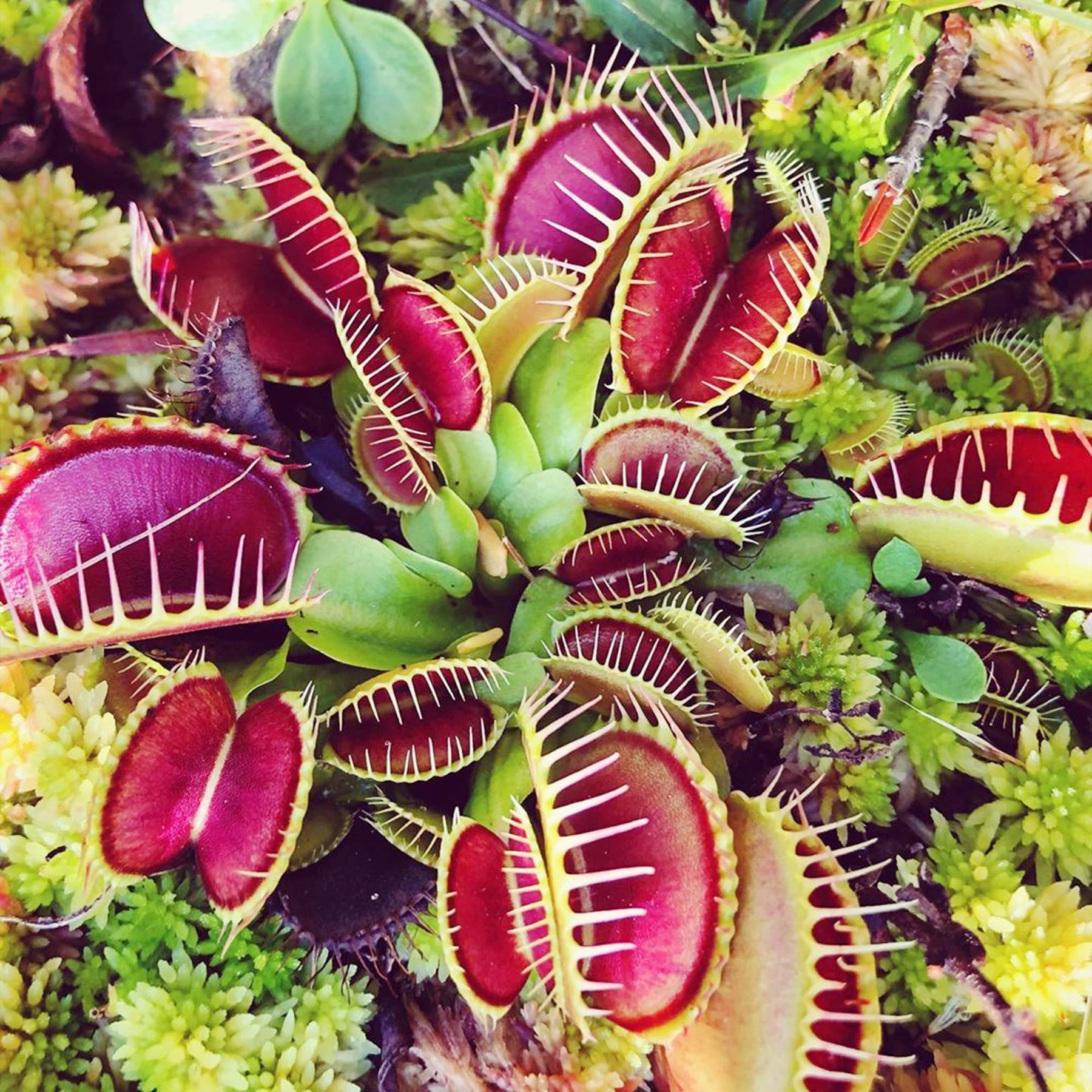 Heirloom Non-GMO Carnivorous Plant Seeds for Garden Planting for planting in home garden