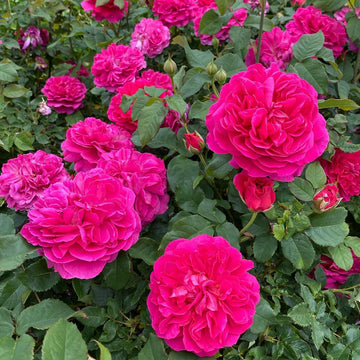 Romantic Dark Pink Rose Heirloom Non-GMO Seeds for Planting