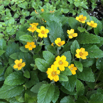 Chrysogonum Flower Seeds for Planting, Heirloom, Non-GMO Seeds