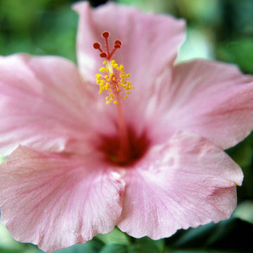 Heirloom Non-GMO Pale Pink Hibiscus Flower Seeds – Soft Tropical Blooms for Garden Planting