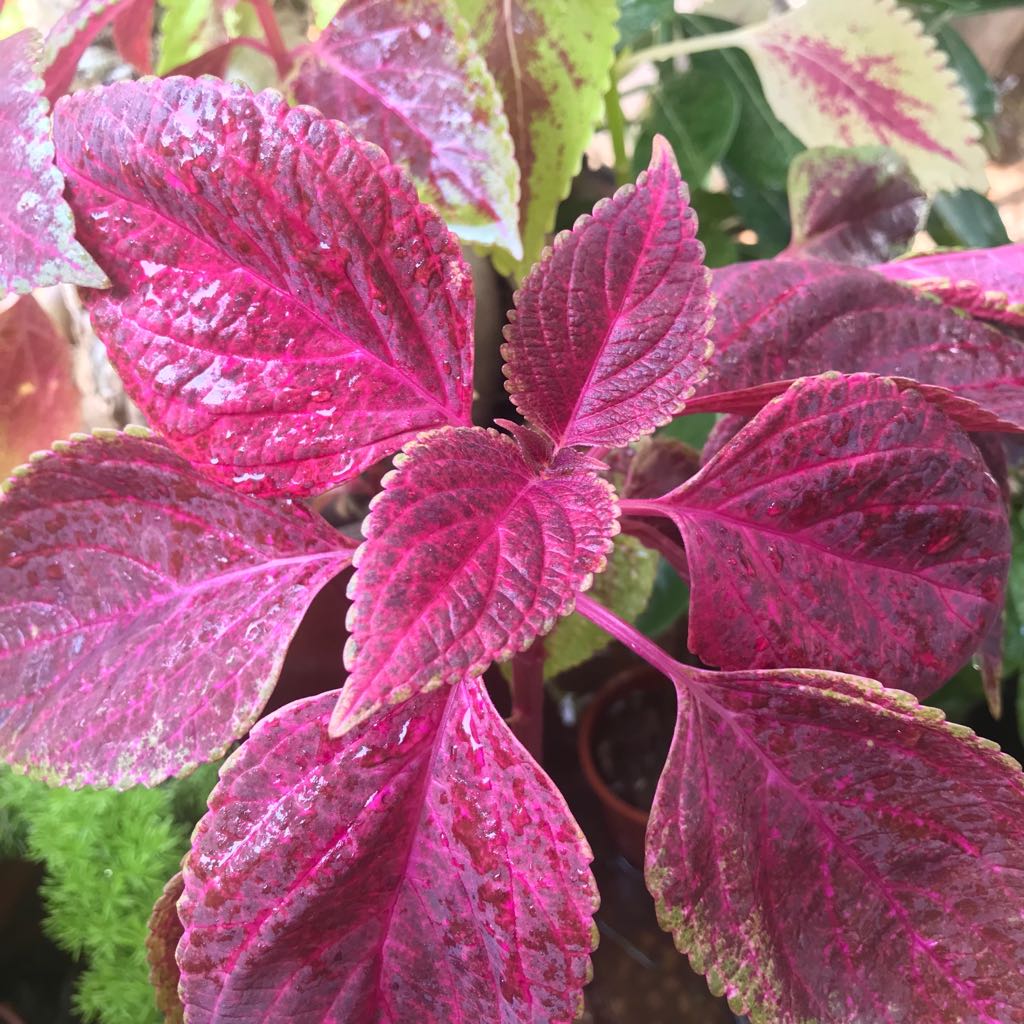 Heirloom Pink Coleus Flower Seeds for Planting for planting in home garden