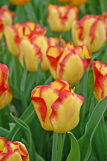 Heirloom Non-GMO Tulpe-Birnen Flower Seeds for Spring Garden Planting and Colorful Landscape