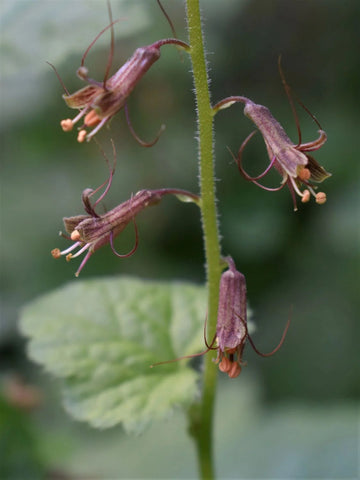 Tolmiea Flower Seeds for Planting - NON GMO Seeds