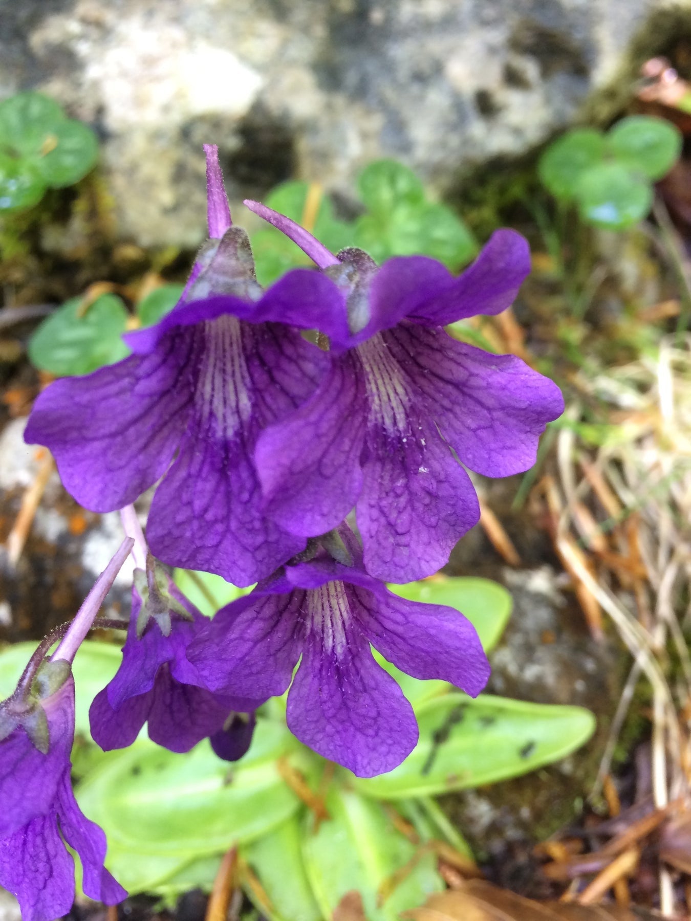 Blue Pinguicula Grandiflora Plant Seeds for Planting - 100 pcs seeds for planting in home garden